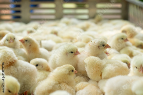 Obraz na płótnie Young yellow baby chicks on a poultry farm.