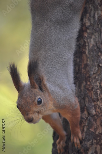 squirrel on tree