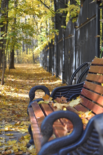 bench in autumn park