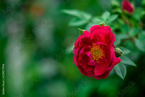 one Rose red climbing