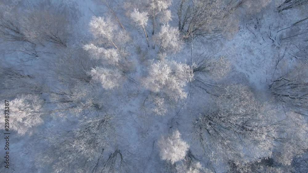 Beautiful winter forest. Aerial view from the drone. Beautiful winter forest. Aerial view from the drone.