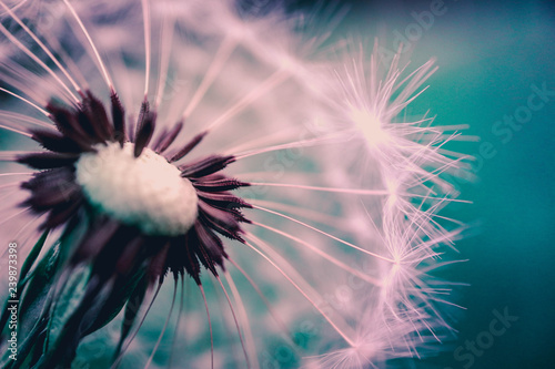 Beautiful dandelion macro view  seeds. Violet and blue colors.