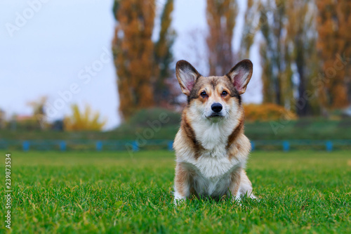 Dog breed Welsh Corgi Pembroke