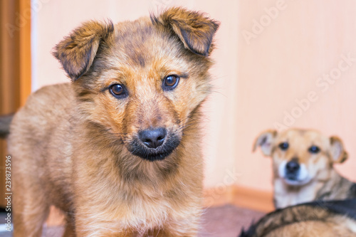 Two dogs of brown suit in the room. Portrait of a dog that looks cute_