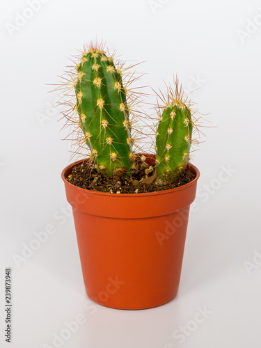 Two small green cactuses with long spines in a brown flower pot on a white background close up © Maryia
