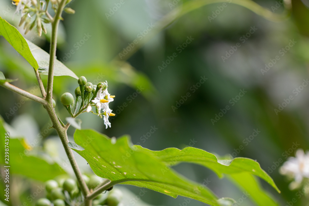 Pea eggplant or turkey berry on the branch full of leaves Pea eggplant or turkey berry on the branch full of leaves