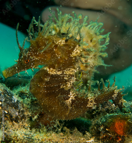 Seahorse in the mediterranean