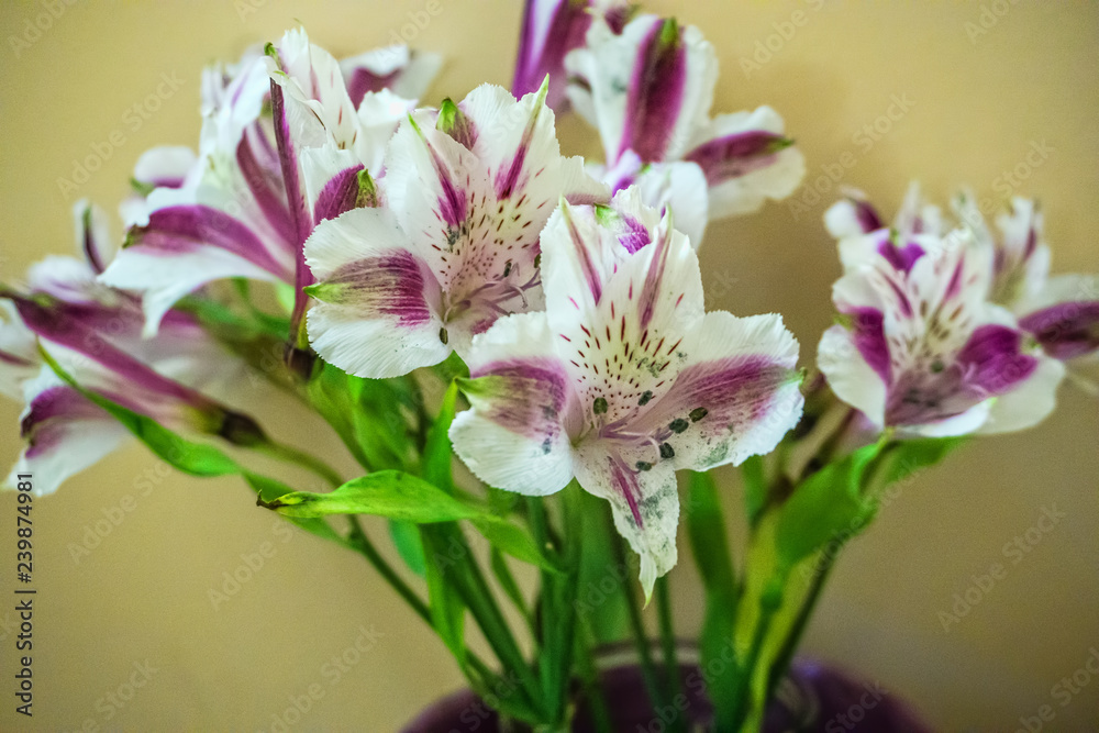 Purple And White Lilies 2