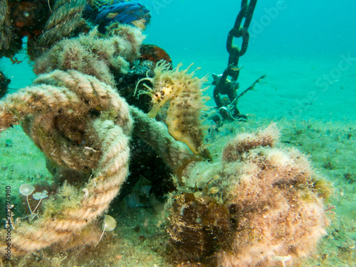 Seahorse in the mediterranean