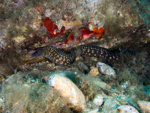 Seahorse in the mediterranean