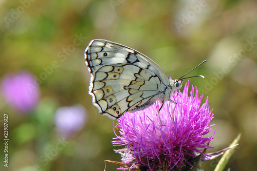 Melanargia larissa; Balkan Schachbrett; Nymphalidae photo