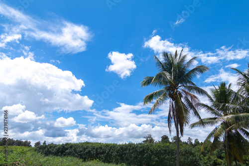 Coconut palm tree against blue sky and white clouds