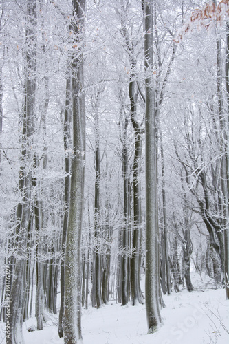 Tree trunks and branches covered in snow on a cold, winter day in Bavaria, Germany