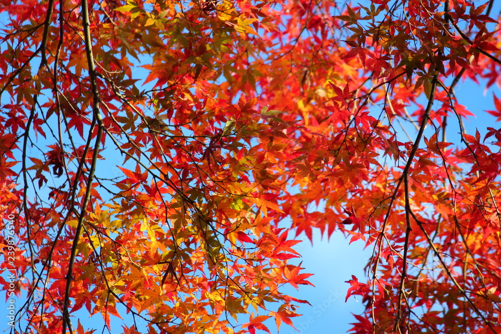 東京都北区の旧古河庭園の紅葉