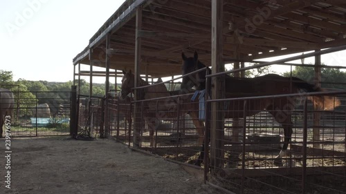 Horses standing in stables early morning photo