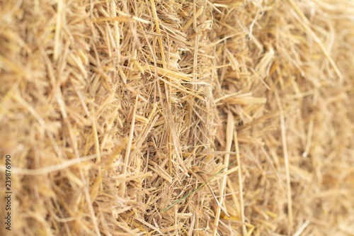 Soft focus of dry straw texture