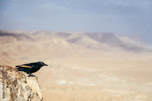 Beautiful tristram's starling sitting on the rock. Desert in the background. Masada, Israel photo