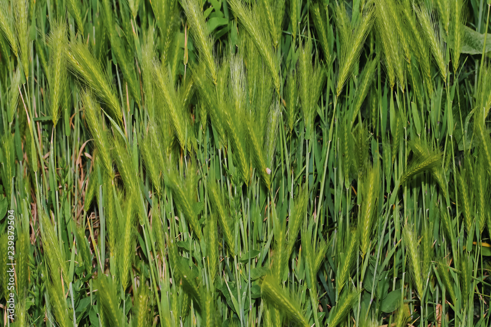 Wilde Gerste, Hordeum vulgare Wilde Gerste, Hordeum vulgare