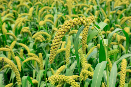 foxtail millet