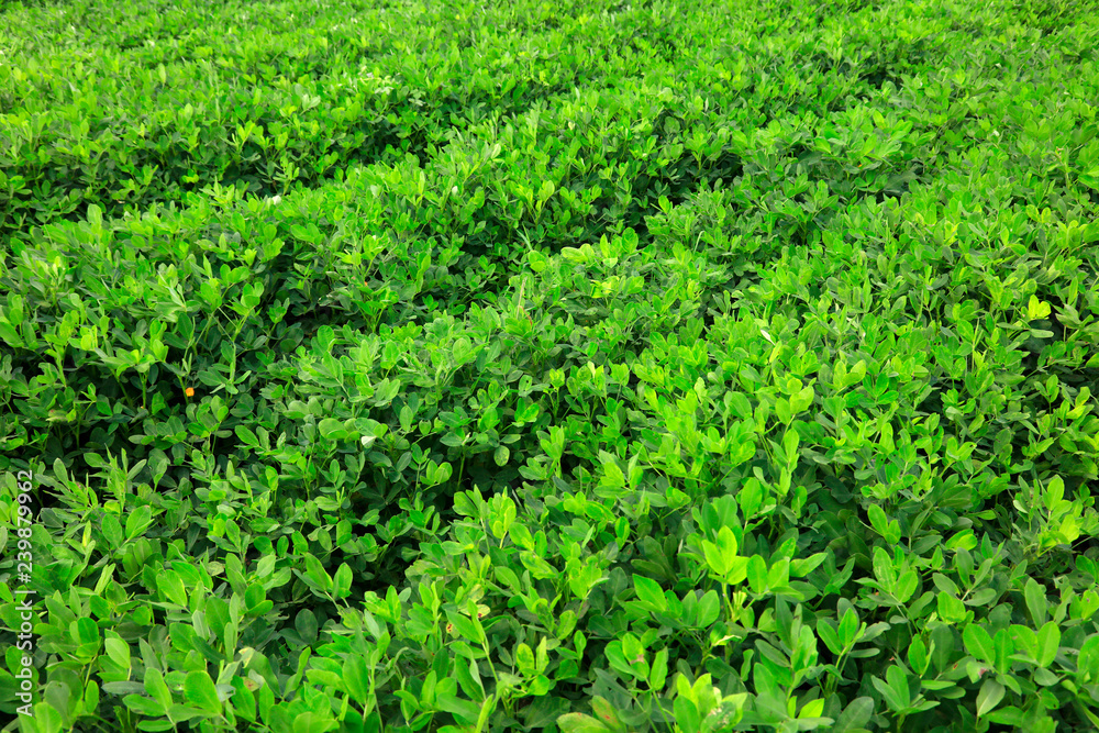 peanut plants in the fields