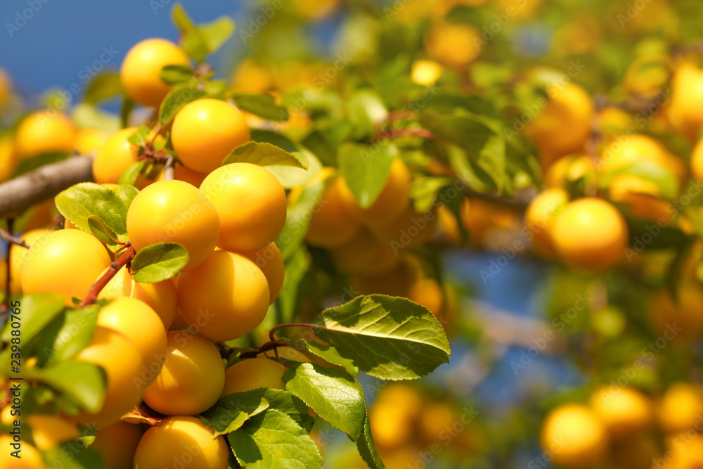 Yellow wild mirabelle prune (Prunus domestica subsp. syriaca) fruits growing on the tree branch