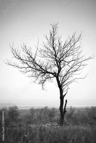 alone tree in vintage style