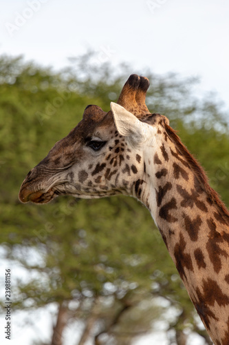 portrait of a giraffe facing towards left of shot
