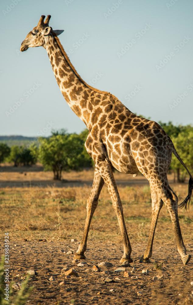 Fototapeta premium Giraffe at Hobatere Reserve, Namibia