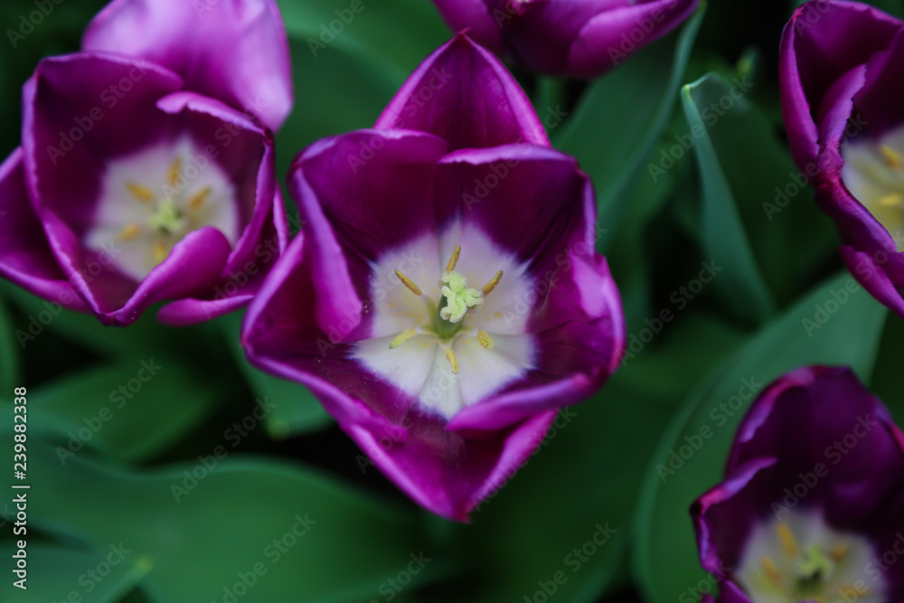 overhead of open purple tulip flower in the garden overhead of open purple tulip flower in the garden
