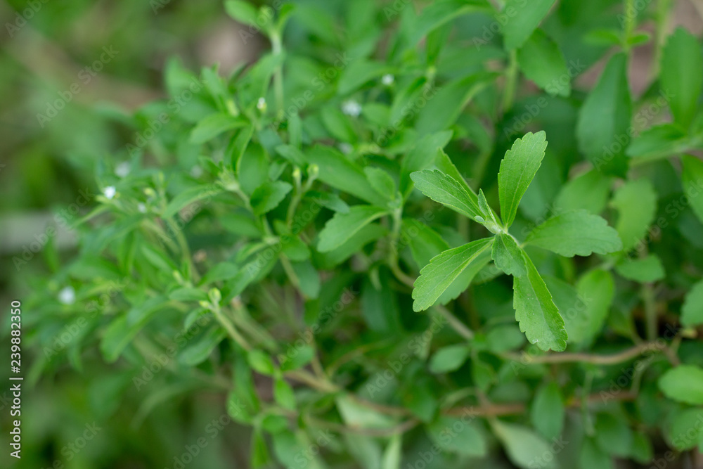 Natural organic sugar substitute stevia Natural organic sugar substitute stevia