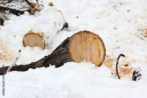 Tree cut down snowfall sawdust winter cold park forest deforestation lumber photo