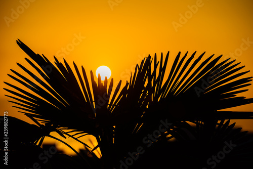 Silhouette of Sabal palmetto leaves against sunset sky