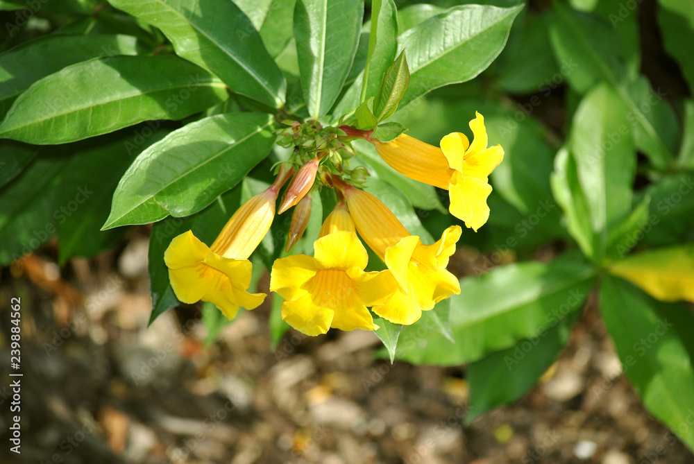 Obraz premium Allamanda schottii flowers