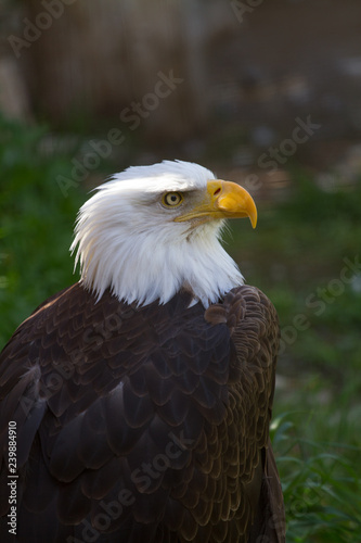 Eagle © brandon