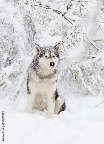 winter malamute dog © Happy monkey