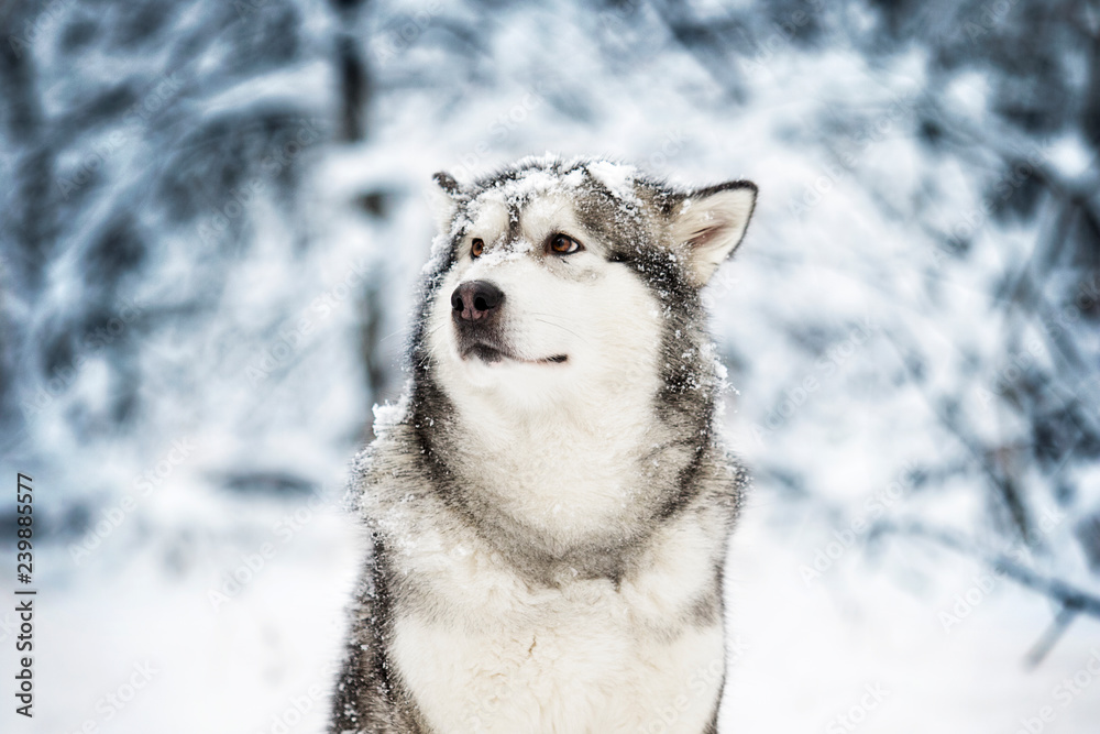 winter malamute dog