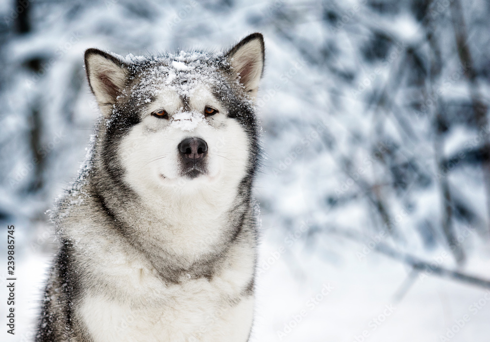 winter malamute dog