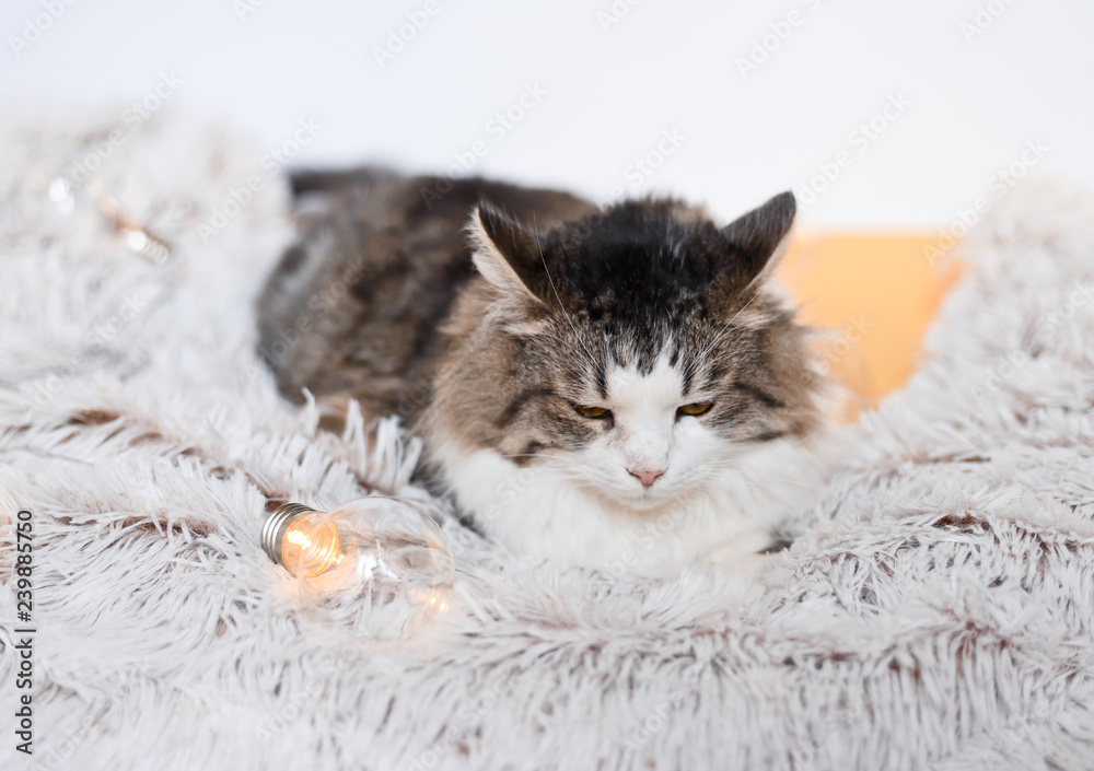 Obraz premium The cat lies among the lights