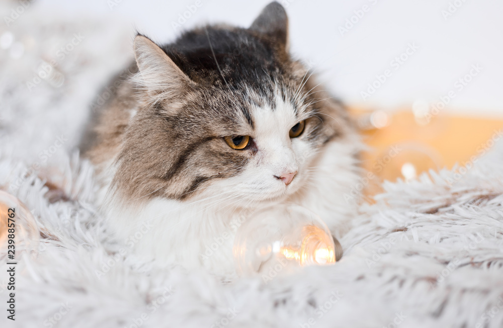 The cat lies among the lights