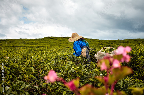 woman in Tea plantation (Bois Cheri) in the foothills. Mauritius  photo