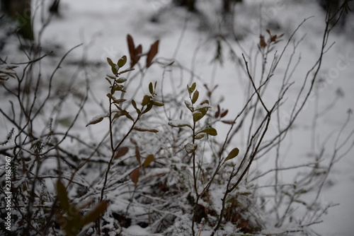 branch of a tree in winter