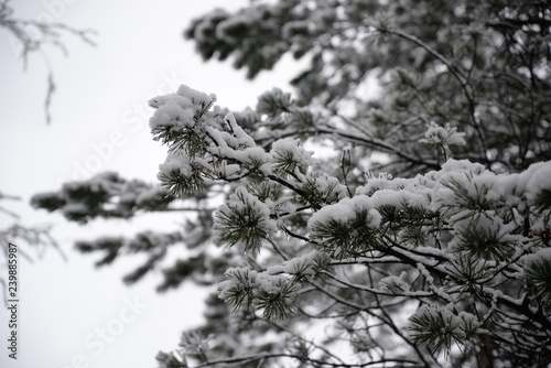 snow covered fir branches