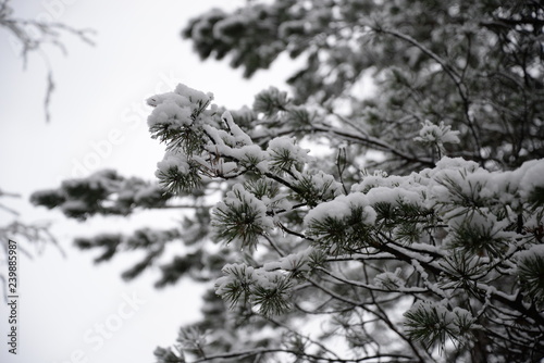 snow covered fir branches © Владимир Названов