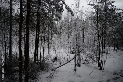 forest in winter