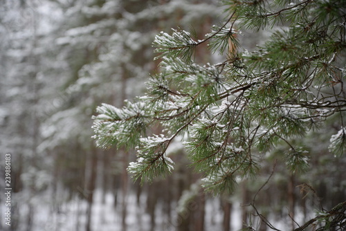 snow covered branches