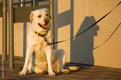 Dog on a leash waiting for the owner.