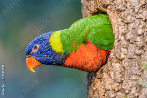 Valokuva The Rainbow lori (Trichoglossus moluccanus) a species of parrot living in Australia