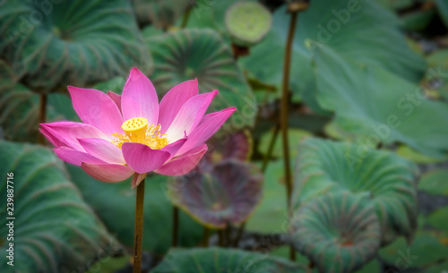 Nelumbo nucifera  also known as Indian lotus or simply lotus it is one of two extant species of aquatic plant in the family Nelumbonaceae. The photo is taken in Bali and can be used as a background.