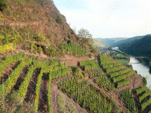 WEinterrassen im Calmont