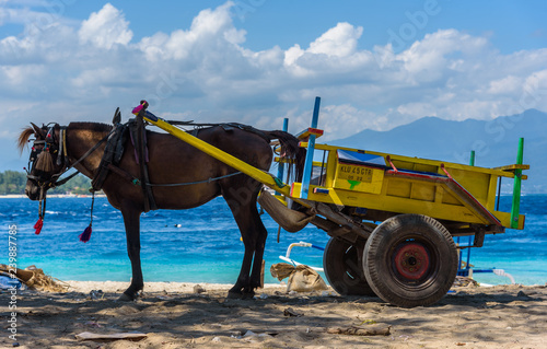 Work horse at the island of Gili Tranwagan, Lombok. 